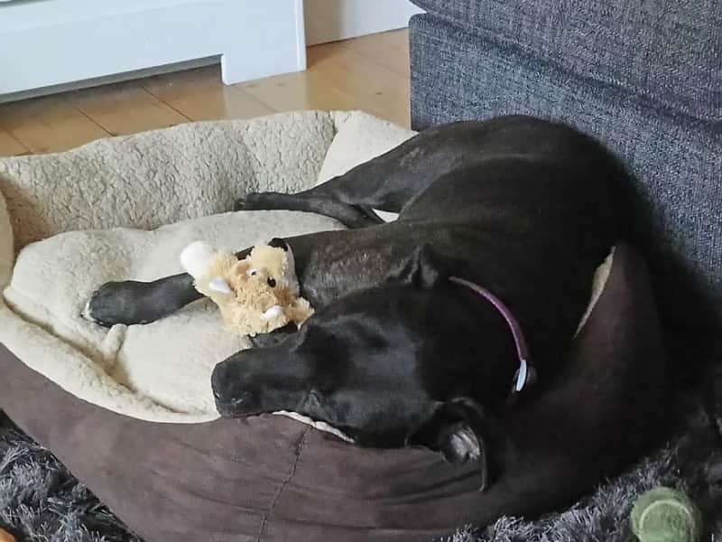Housesitting assignment in Slough, United Kingdom