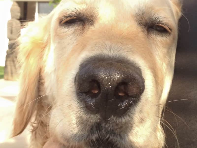 Housesitting assignment in Limassol, Cyprus