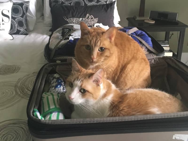 Housesitting assignment in Saskatoon, Saskatchewan, Canada