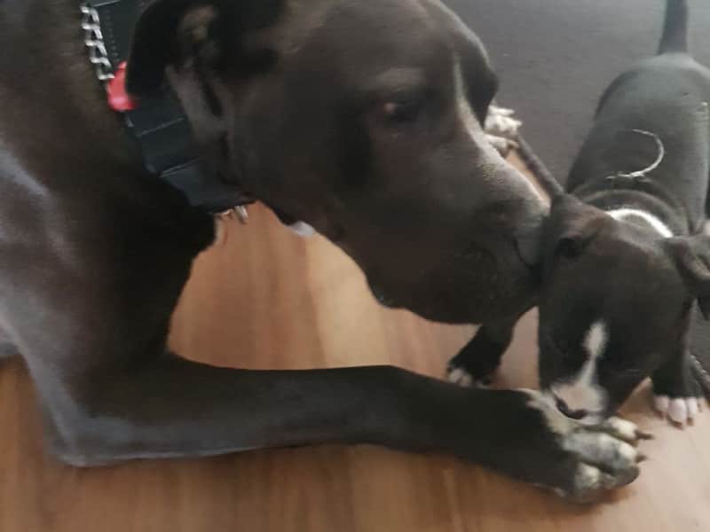 Housesitting assignment in Gatton, Queensland, Australia