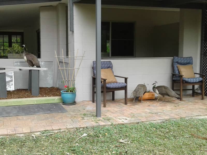 Housesitting assignment in Kuranda, Queensland, Australia