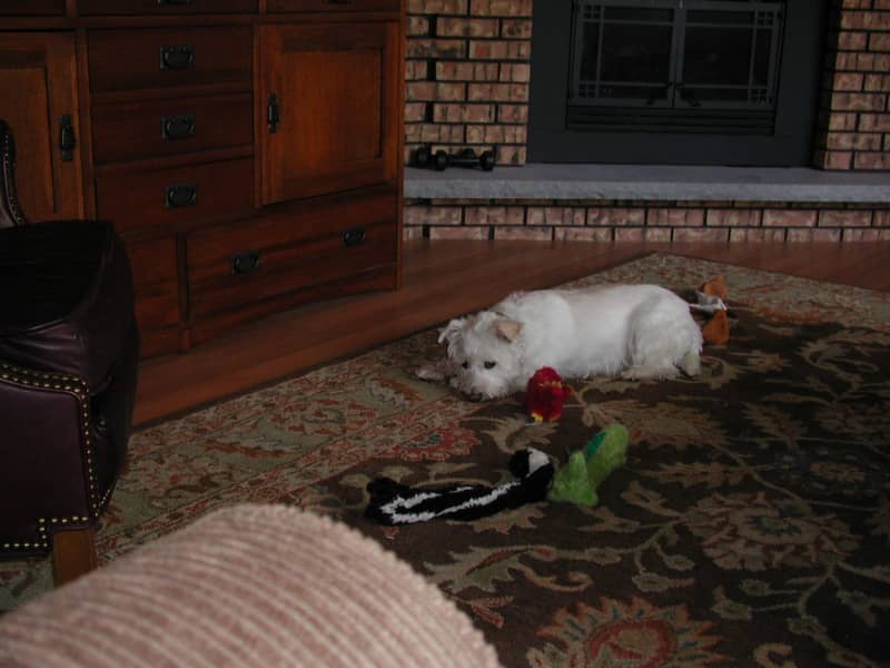 House Sitting in Madison, United States