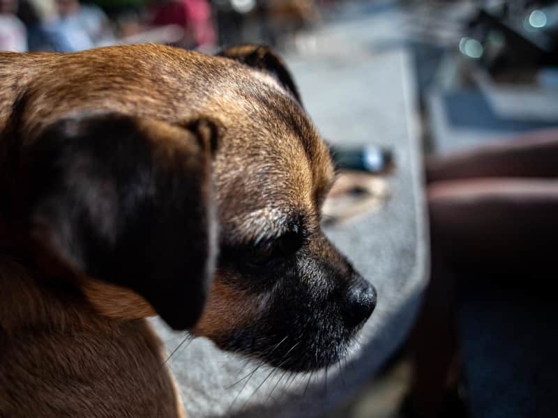 Housesitting assignment in Battersea, United Kingdom