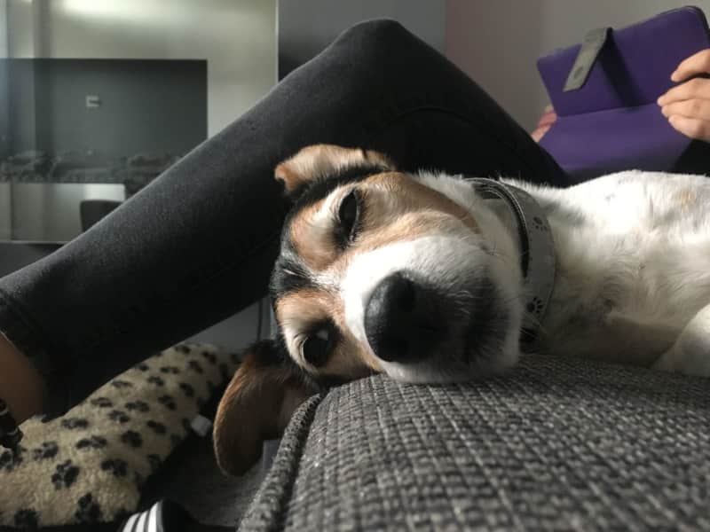 Housesitting assignment in Northampton, United Kingdom