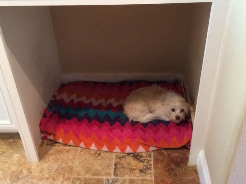 Housesitting assignment in The Woodlands, Texas, United States