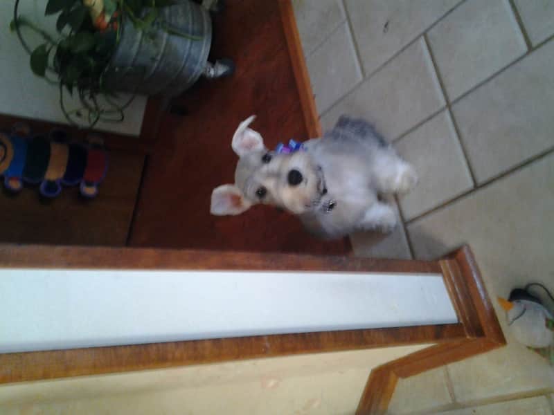 Housesitting assignment in Pensacola, Florida, United States