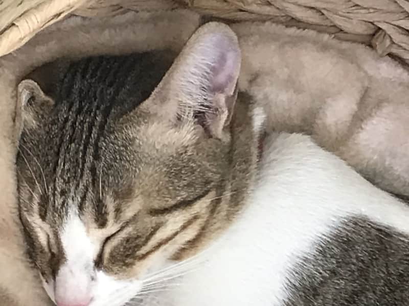 Housesitting assignment in Dubai, United Arab Emirates