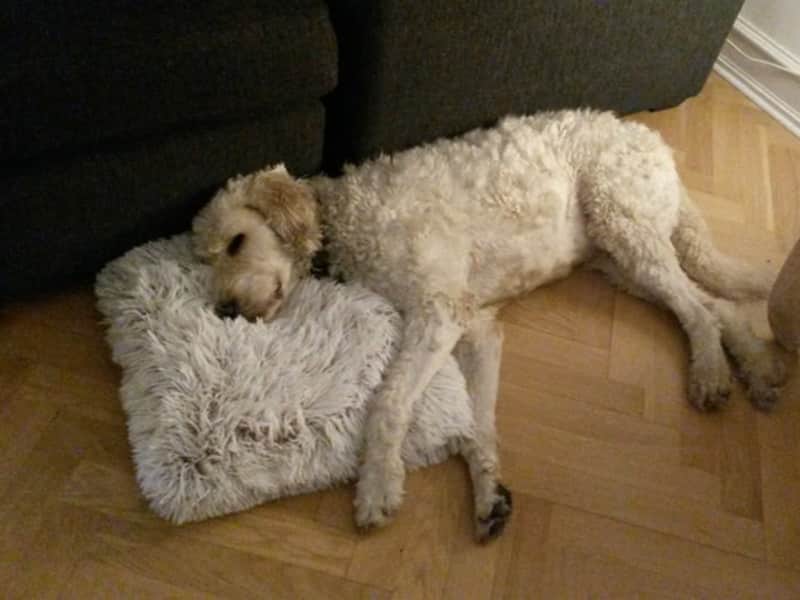 Housesitting assignment in North Kensington, United Kingdom