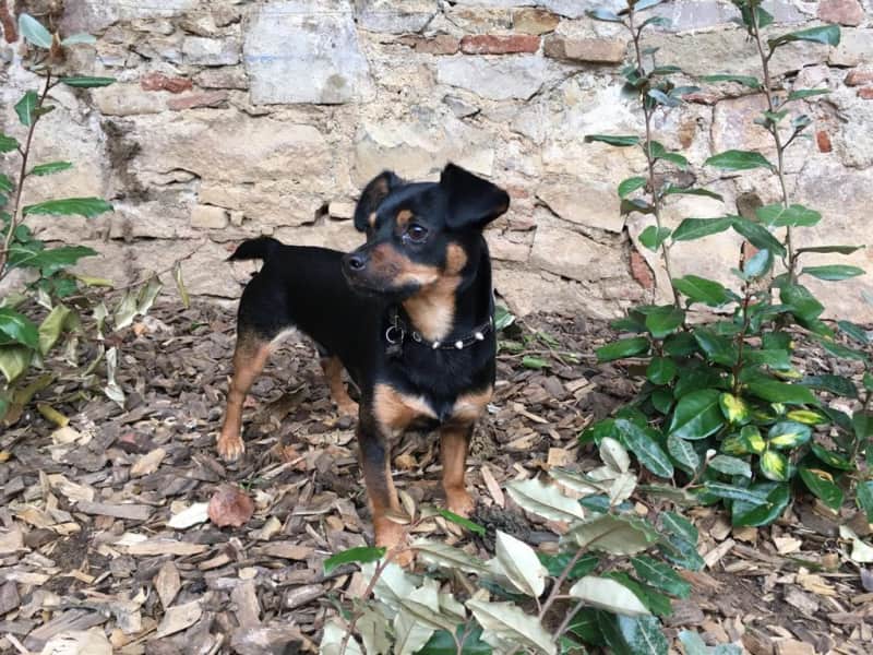 Housesitting assignment in Barcelona, Spain