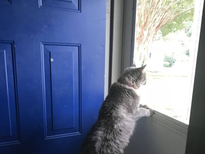 Housesitting assignment in Richmond, Virginia, United States