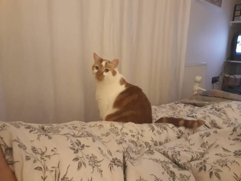 Housesitting assignment in Kingston near Lewes, United Kingdom