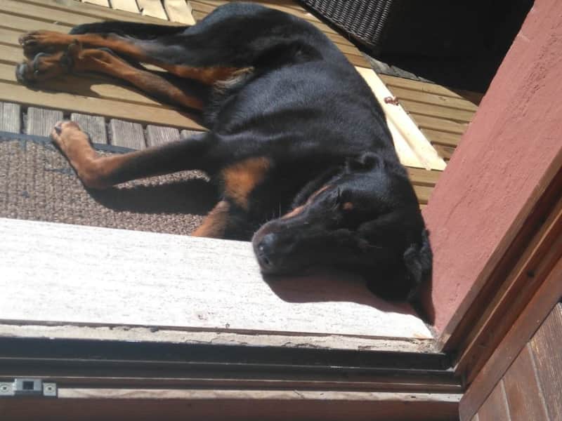 Housesitting assignment in Mulhouse, France