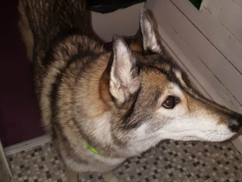 Housesitting assignment in Täby, Sweden
