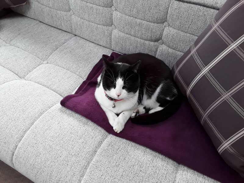 Housesitting assignment in Doncaster, United Kingdom