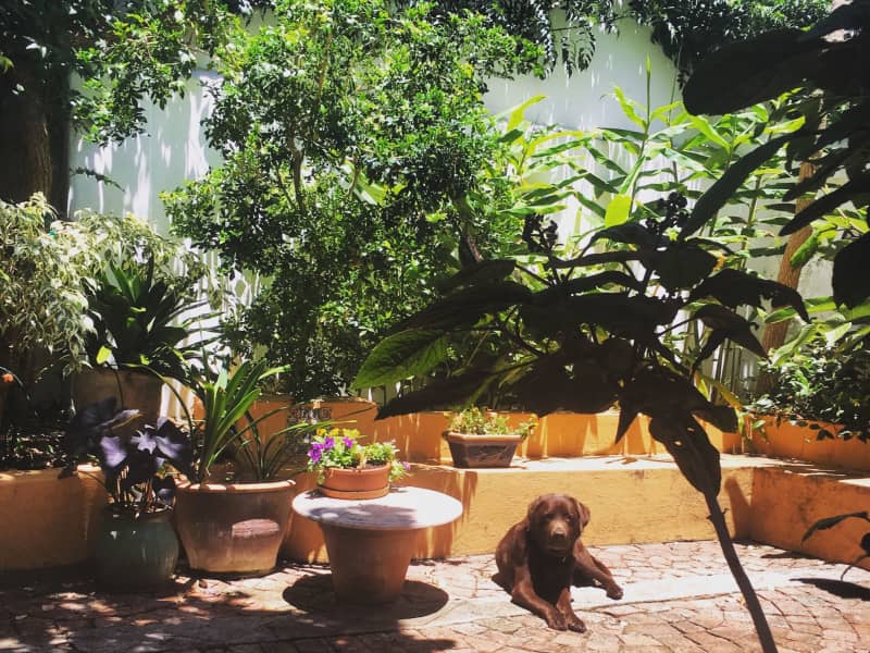 Housesitting assignment in Cape Town, South Africa