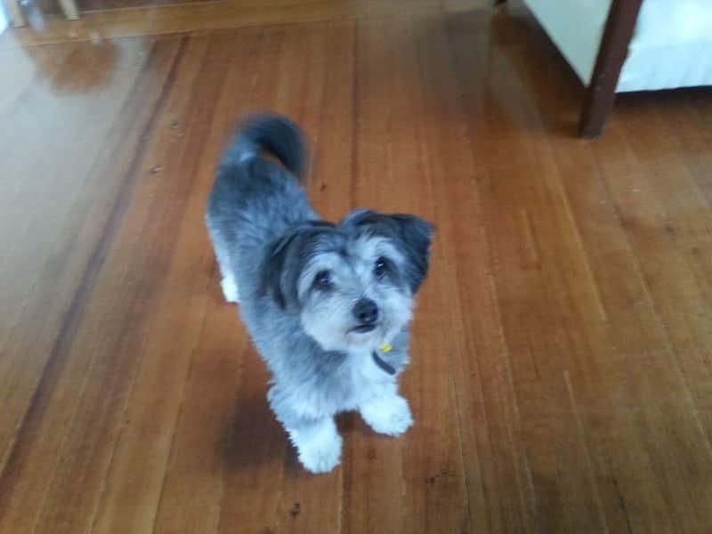 Housesitting assignment in Kew, Victoria, Australia