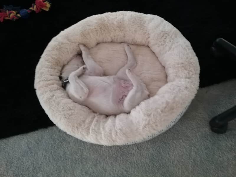Housesitting assignment in Traralgon, Victoria, Australia