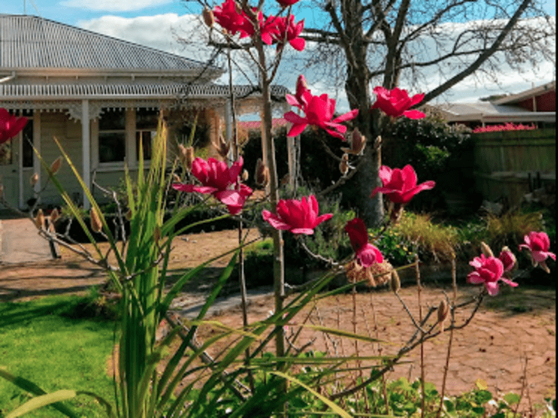 Housesitting assignment in Springlands, New Zealand