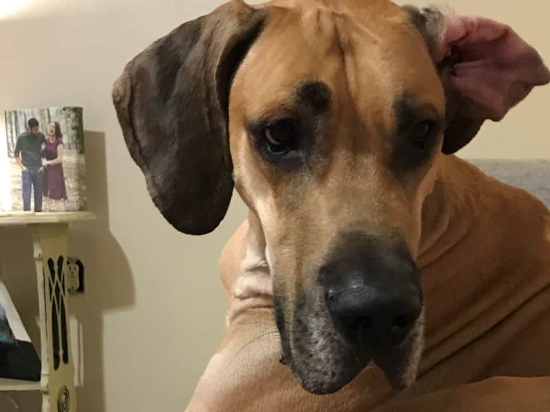 Housesitting assignment in Baton Rouge, Louisiana, United States