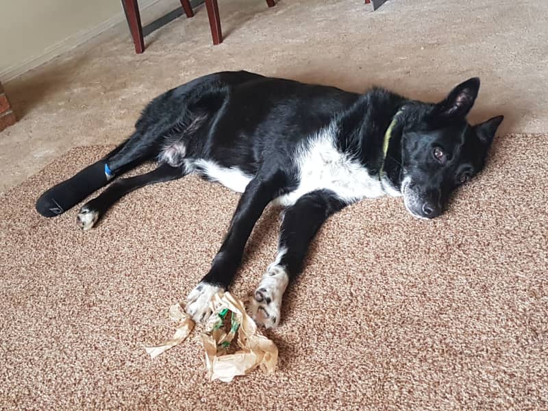 Housesitting assignment in Burnaby, British Columbia, Canada