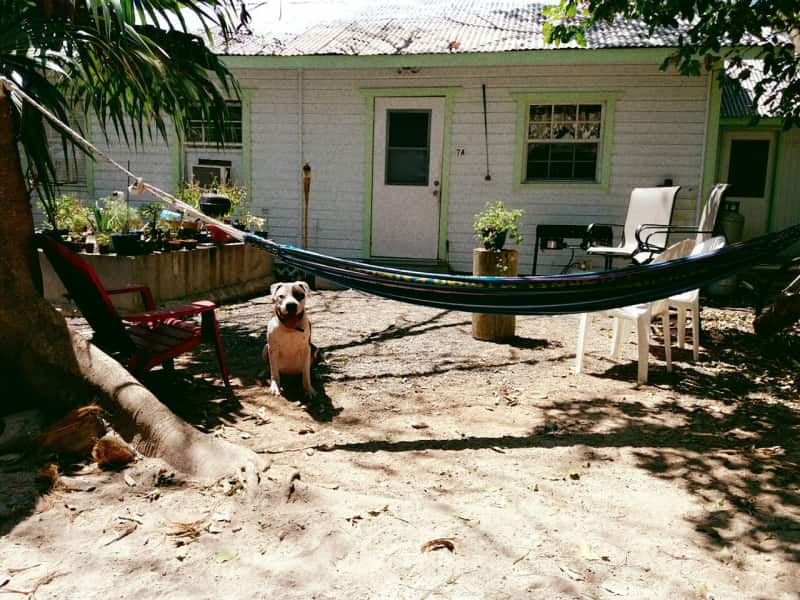 Housesitting assignment in West Bay, Cayman Islands