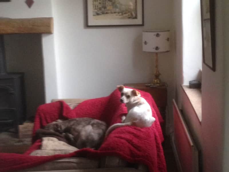 Housesitting assignment in Addingham, United Kingdom