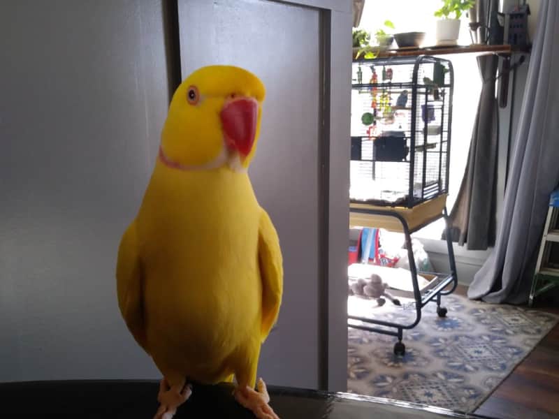 Housesitting assignment in Clayton, Georgia, United States