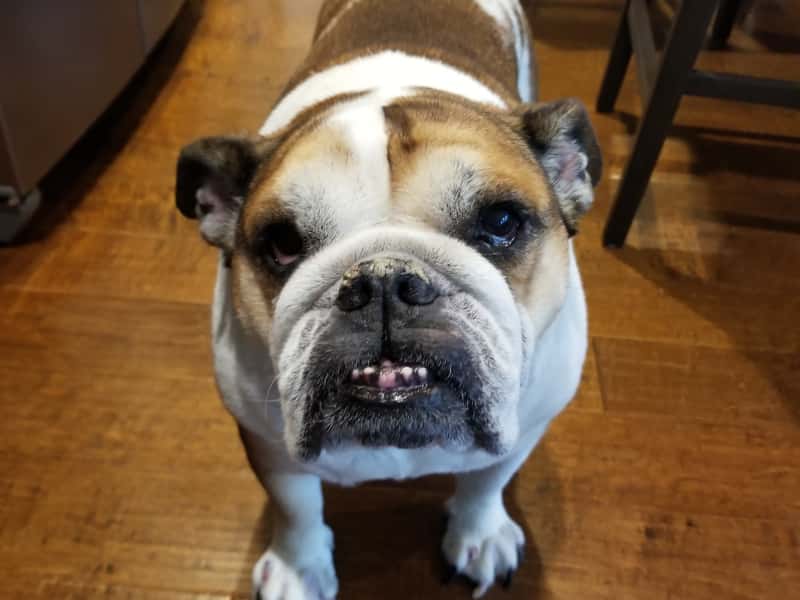 Housesitting assignment in Abbotsford, British Columbia, Canada