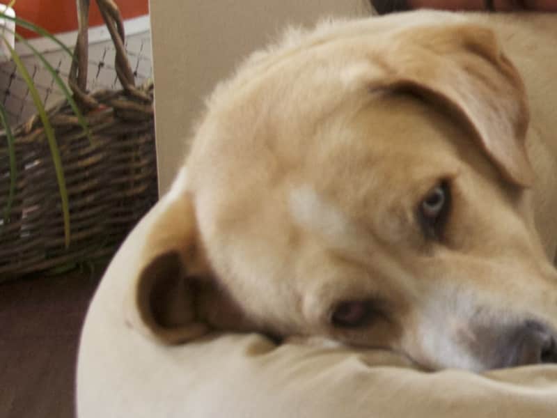 Housesitting assignment in Markham, Ontario, Canada