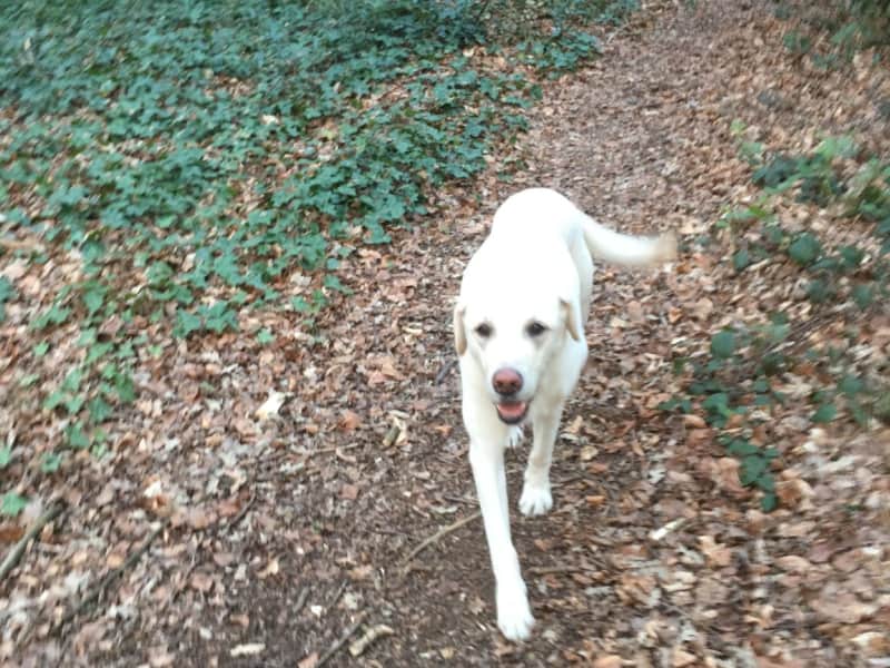 Housesitting assignment in Wimbledon Park, United Kingdom