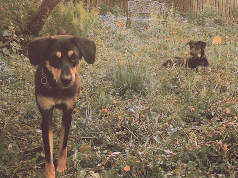 Housesitting assignment in Toronto, Ontario, Canada