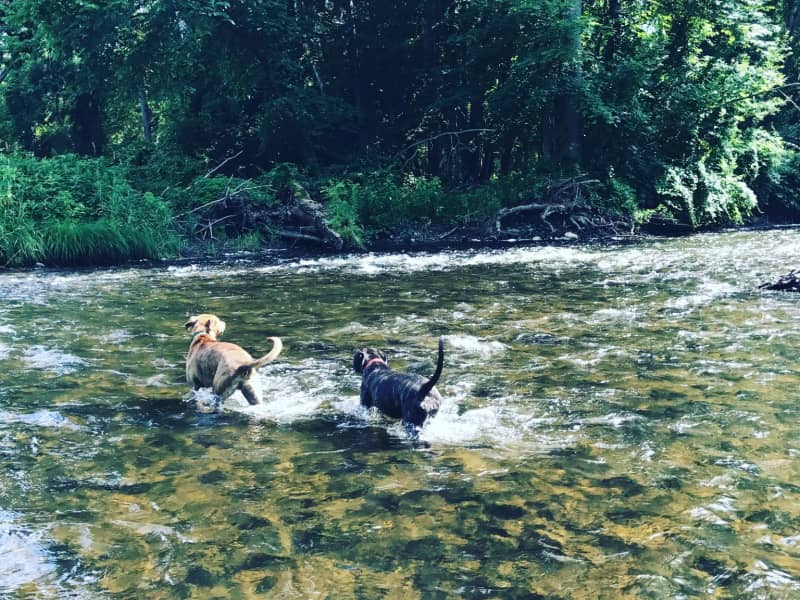 Housesitting assignment in Chatham, New York, United States