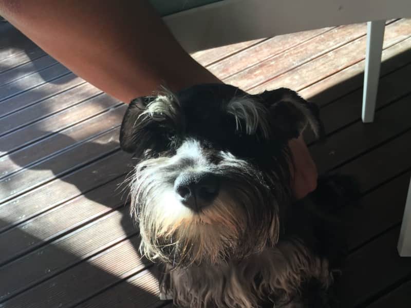 Housesitting assignment in Paarl, South Africa