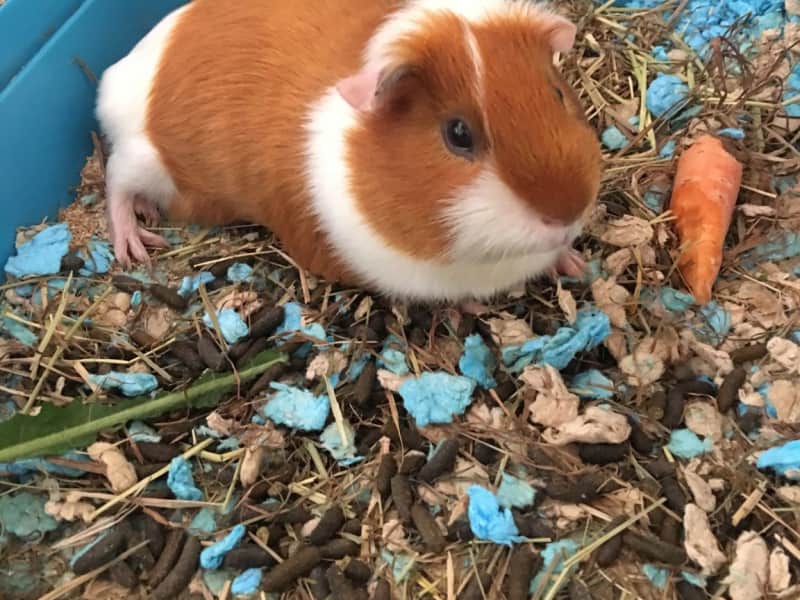 Housesitting assignment in Bishops Stortford, United Kingdom