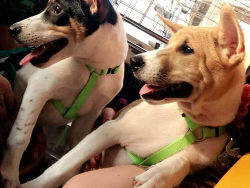 Housesitting assignment in Bang Lamung, Thailand