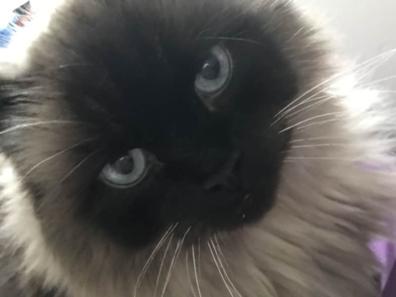 Housesitting assignment in Saratoga Springs, Utah, United States