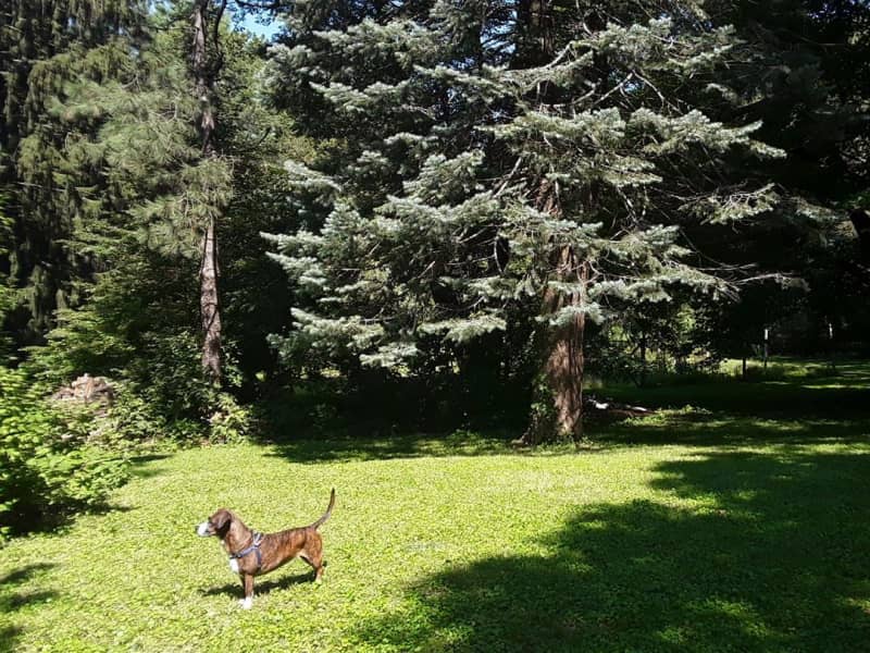 Housesitting assignment in Iowa City, Iowa, United States