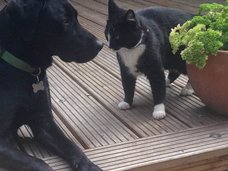 Housesitting assignment in Manchester, United Kingdom