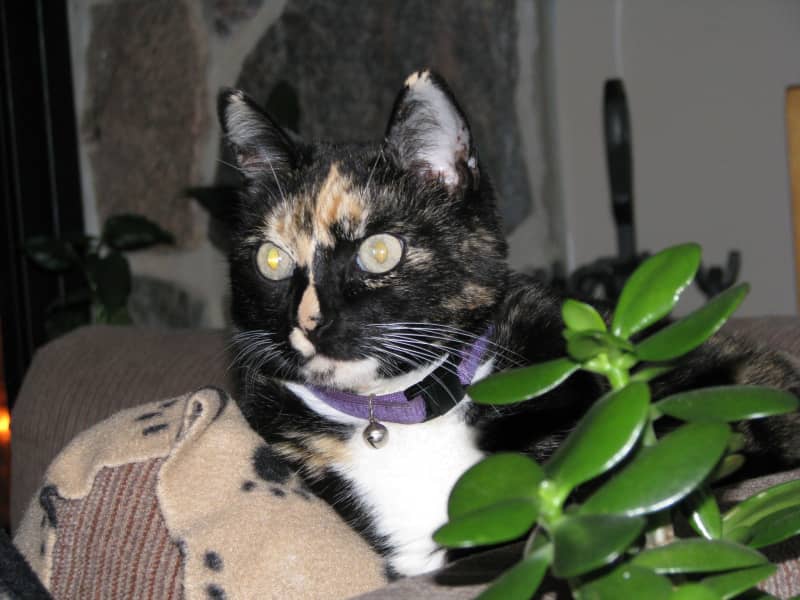 Housesitting assignment in Newmarket, Ontario, Canada