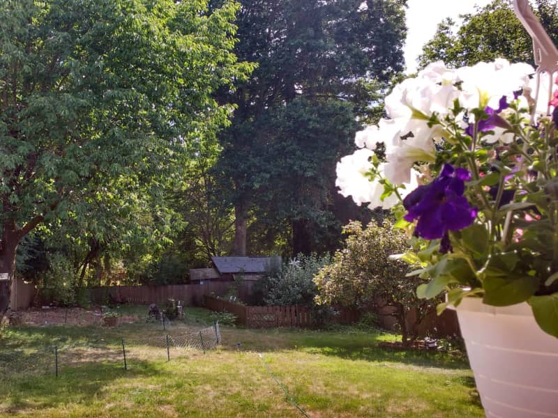 Housesitting assignment in Camas, Washington, United States