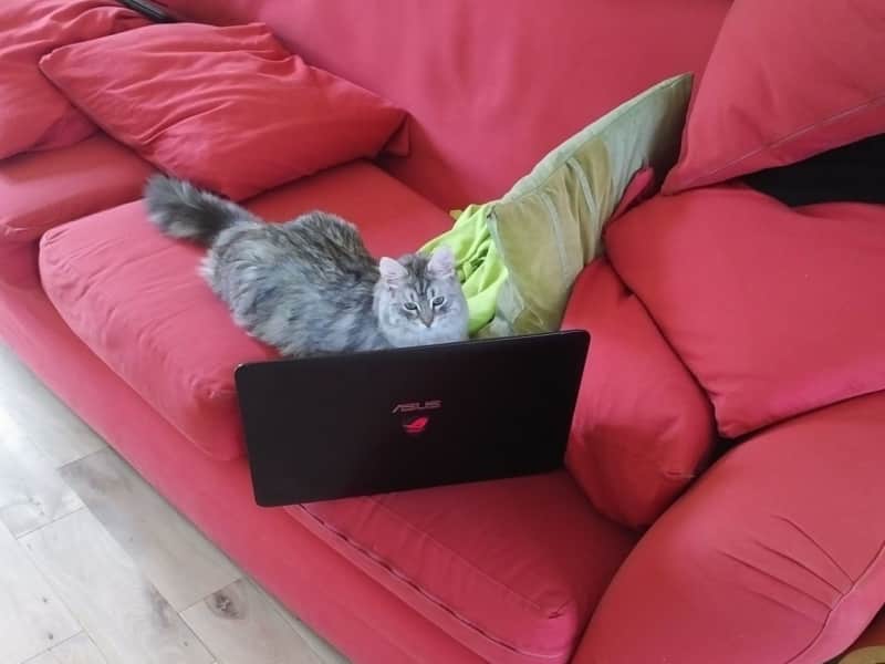Housesitting assignment in Peterborough, United Kingdom