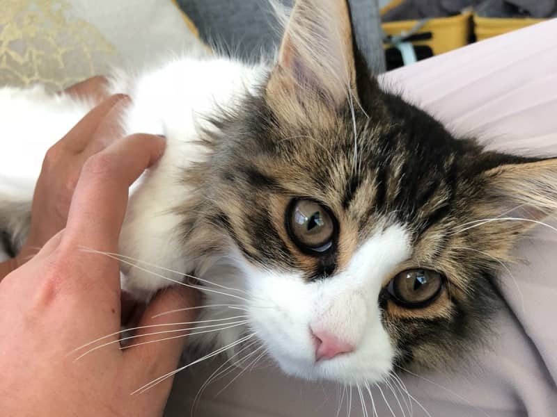 Housesitting assignment in Toronto, Ontario, Canada