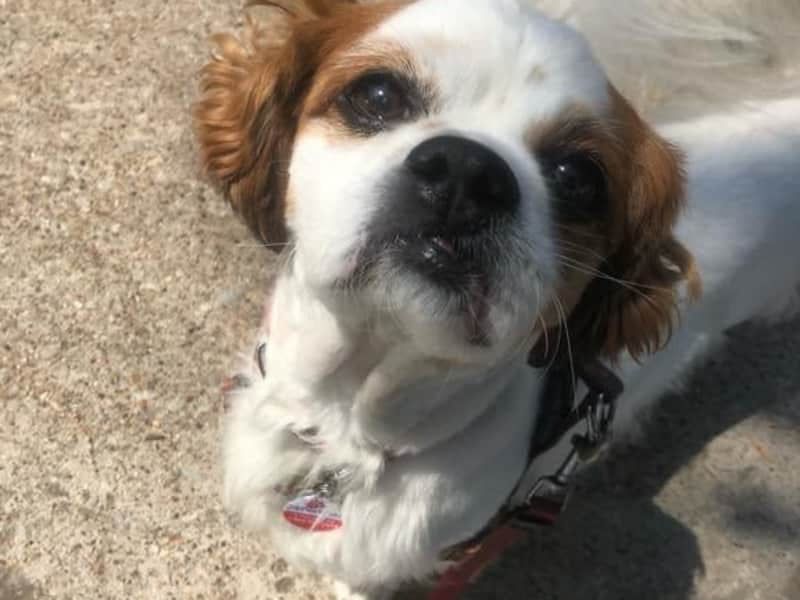 Housesitting assignment in Dallas, Texas, United States