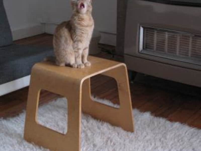 Housesitting assignment in Brussels, Belgium