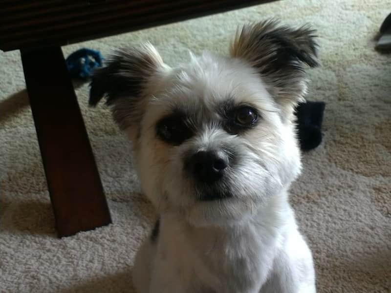 Housesitting assignment in Whitehorse, Yukon, Canada