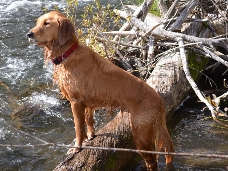 Housesitting assignment in Thornton, Colorado, United States