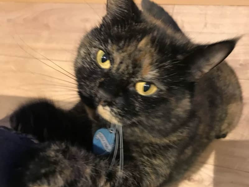 Housesitting assignment in Fulham, United Kingdom