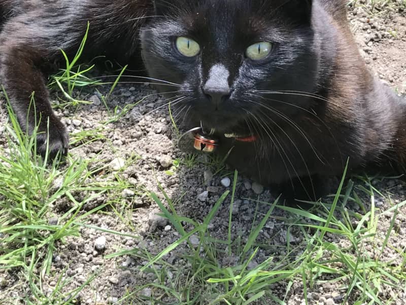 Housesitting assignment in Taupo, New Zealand