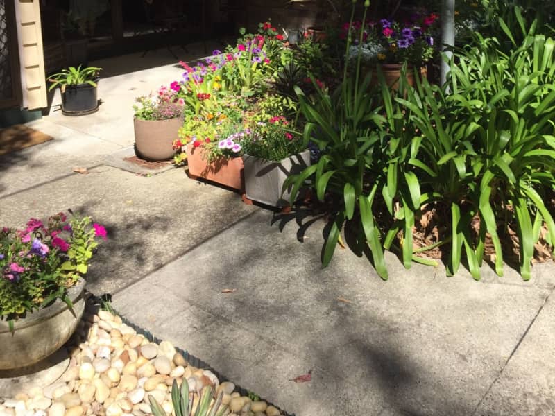 Housesitting assignment in Marsfield, New South Wales, Australia
