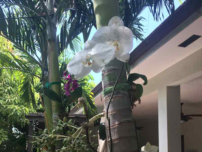 Housesitting assignment in Miami, Florida, United States